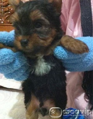 Nicole Bahls dá o nome de Neymarzinho a seu cachorro