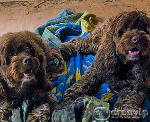 Sessão da Tarde exibe o filme “Dois Cachorrinhos Milagrosos”