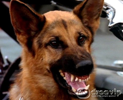 Filme - K9 um Policial Bom Pra Cachorro