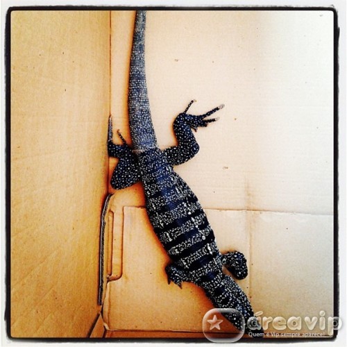 Luciano Huck encontra lagarto de mais de 1 metro em seu jardim
