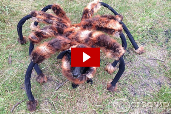 Cachorro vira aranha mutante e assusta pessoas nas ruas – Veja!