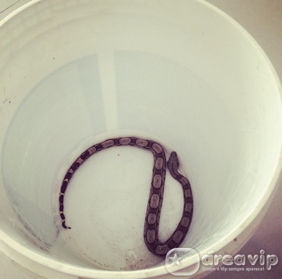 Isis Valverde encontra uma cobra em sua casa