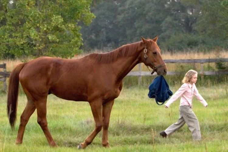Sessão da Tarde exibe o filme ‘Sonhadora’