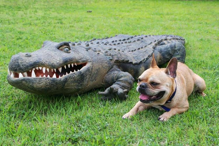 Camera Escondida Cauana Fernandes/SBT