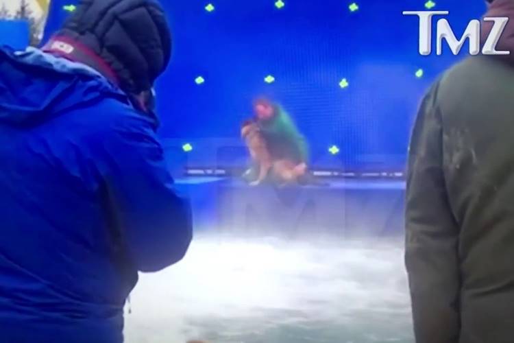 Acusada de maus tratos a cão, equipe de “Quatro Vidas de um Cachorro” pode ser presa