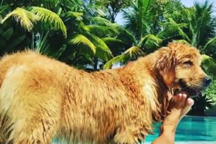 Xuxa apresenta a nova integrante da família Meneghel – Veja!