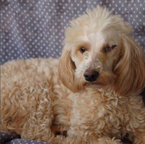 Instagram/ Rafa Vitti e Tatá Werneck