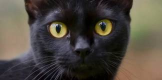 O Sétimo Guardião: Gato León surpreende ao aparecer no último capítulo O Setimo Guardião - Léon (Reprodução/TV Globo)