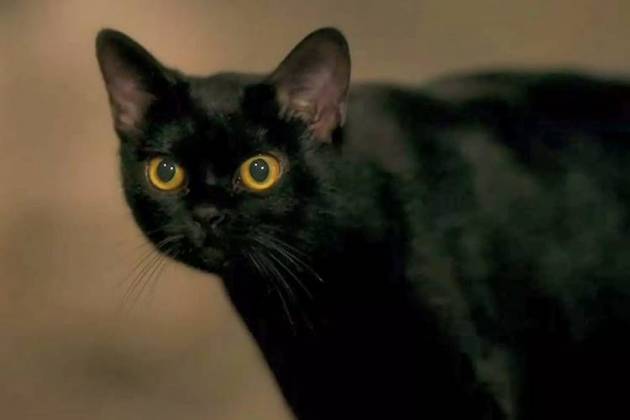 O Sétimo Guardião - León (Reprodução/TV Globo)