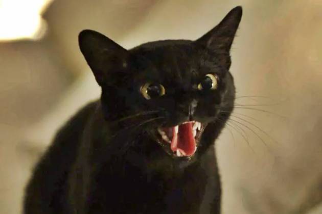 O Setimo Guardião - Gato Léon (Reprodução/TV Globo)