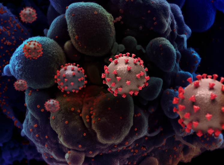 Hoje no Brasil: País registra 654 novas mortes de Covid-19 e São Paulo planeja avançar na flexibilização