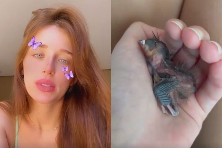 Duda Reis e o passarinho que salvou - Reprodução: Instagram (Montagem: Área VIP) Duda Reis e o passarinho que salvou - Reprodução: Instagram (Montagem: Área VIP)