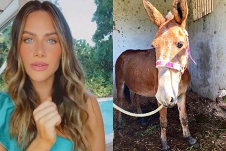 Giovanna Ewbank adota animal - Instagram