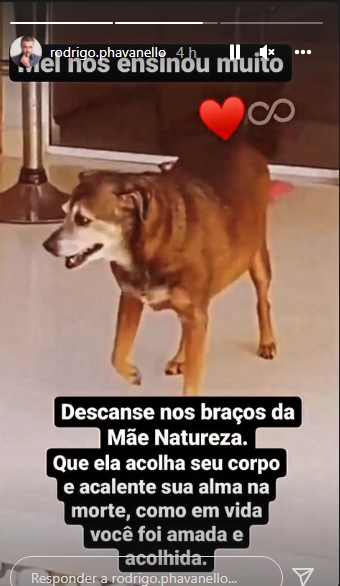 melzinha mel cachorra meme