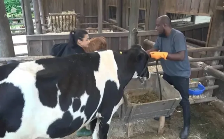A Fazenda 14: Bia é punida pela vaca durante trato dos animais: “me cagou inteira”