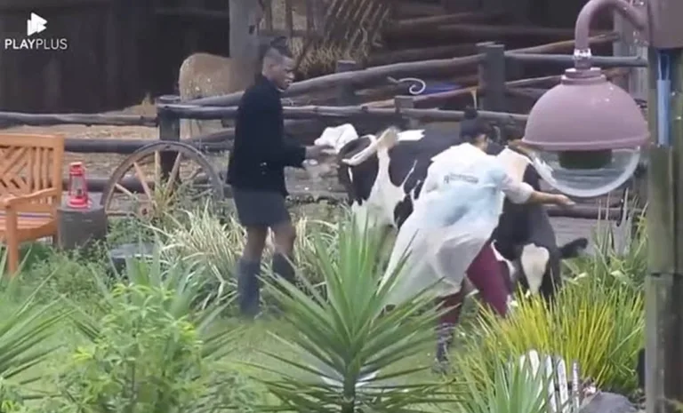 A Fazenda 14: Moranguinho leva ‘cabeçada’ da vaca durante o trato dos animais