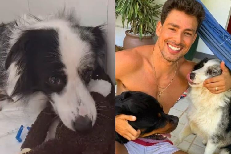 Cauã Reymond revela o estado de saúde de sua cachorra Shakira, vítima de envenenamento
