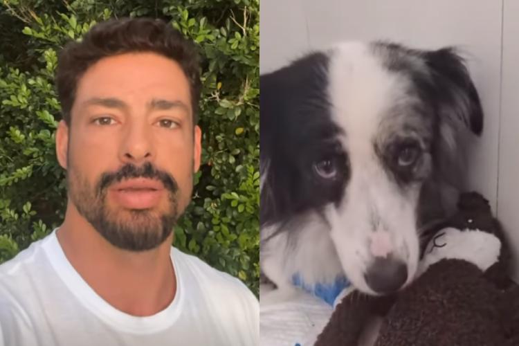 Cauã Reymond revela quando sua cachorra envenenada receberá alta: “Bem melhor”