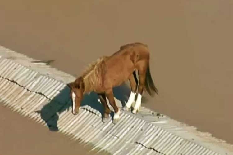 Vídeo mostra como está atualmente o Cavalo Caramelo resgatado no RS