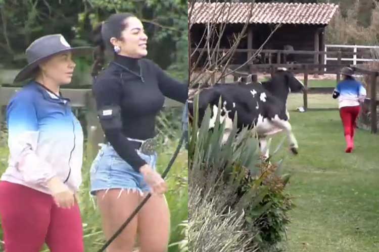 A Fazenda 16: Flor tenta ajudar peoa e é perseguida por vaca no reality