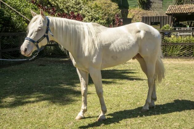 A Fazenda 17 - Novo Cavalo