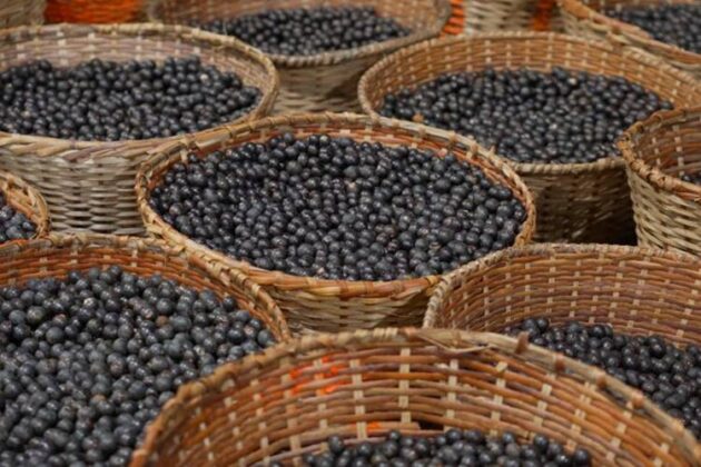 Globo Repórter - Ilha do Marajó