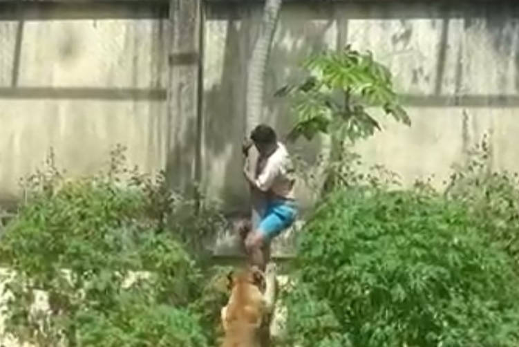 Homem invade jaula de leoa - Reprodução: X