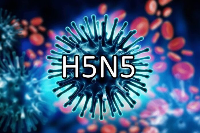 Vírus H5N5