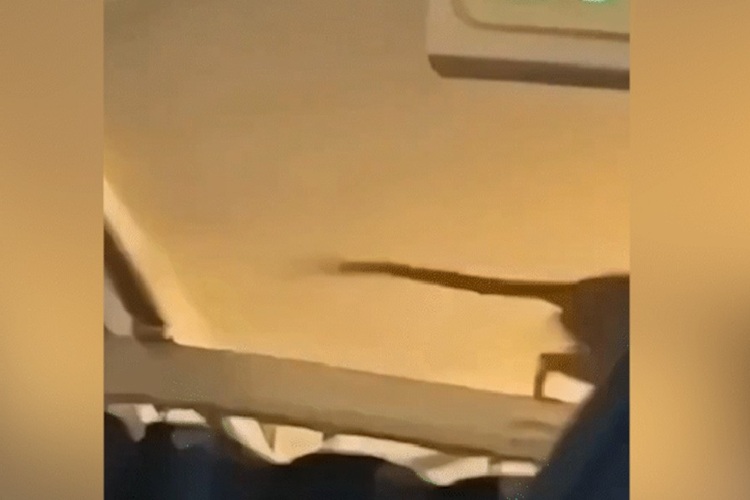 Rato em avião Rato em avião (Foto: Reprodução)