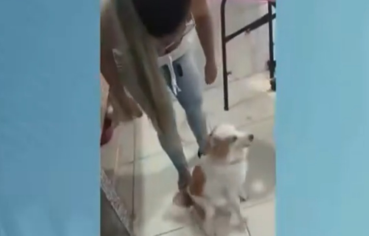 Dona de pet shop agride cachorro no Rio; vídeo.