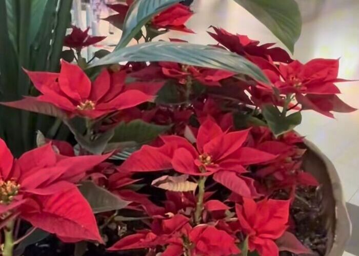 Poinsétia (Bico de papagaio) Poinsétia (Bico de papagaio)