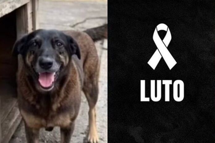 Cão Orelha - Foto: Instagram