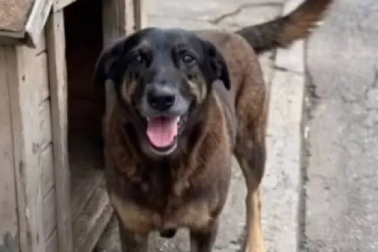 Caso Orelha está mais perto de ser solucionado (Foto: Redes Sociais)