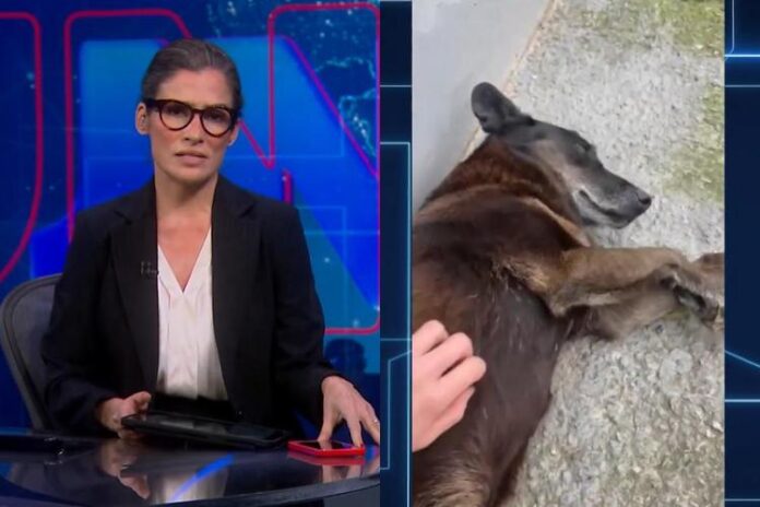 Renata Vasconcellos e Cão Orelha