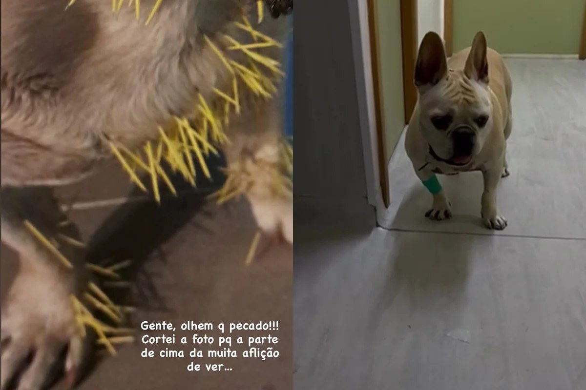 Pet de Sthefany Brito