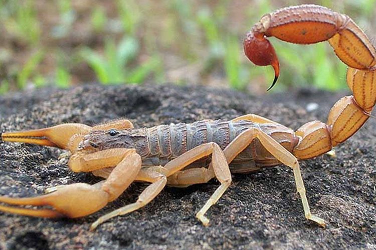 Primeira morte por picada de escorpião é confirmada no ano