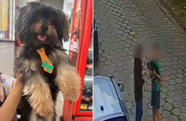 Vídeo mostra momento em que cachorro é levado de garagem de casa! Tutora busca o animal