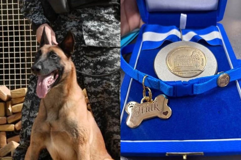 Cão da Polícia Militar ganha Medalha Tiradentes por ação em comunidade do Rio