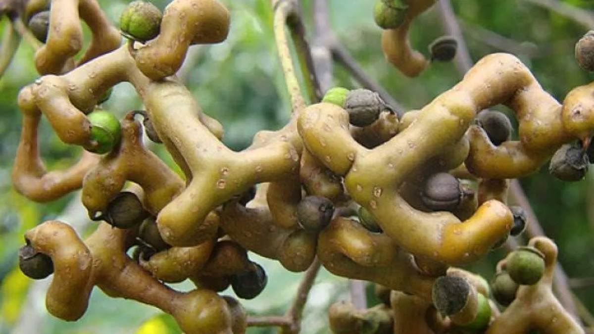 Pau Doce (Foto: Reprodução/ Agro Floresta Amazônica)