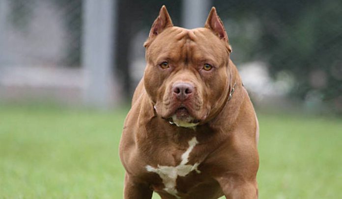 Pitbull
