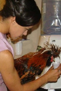 Ana Paula Arósio se encanta por galo